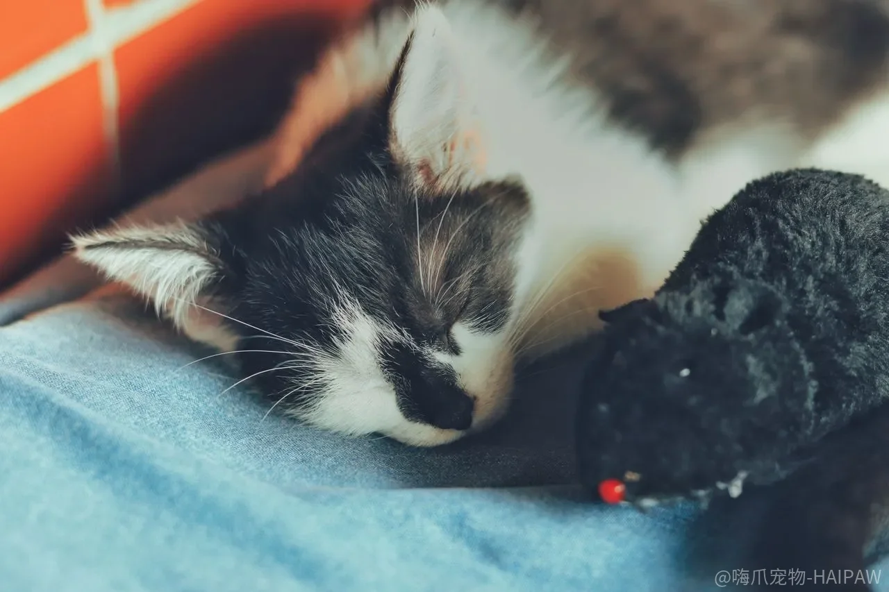 猫砂盆放错位置，一切训练都白费？保姆级如厕训练法从根源解决乱拉乱尿