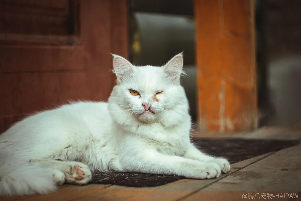 猫咪在猫砂里大小便怎么训练？掌握这个方法，一周就能养成好习惯