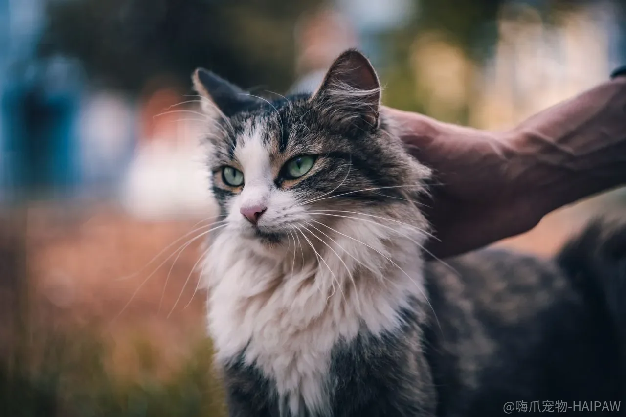 猫咪半夜不睡觉一直叫怎么办？避开这个致命误区，三招调整作息