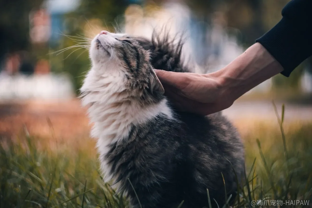 猫咪总往被窝里钻怎么办？从今晚开始，用这套方法把床还给自己