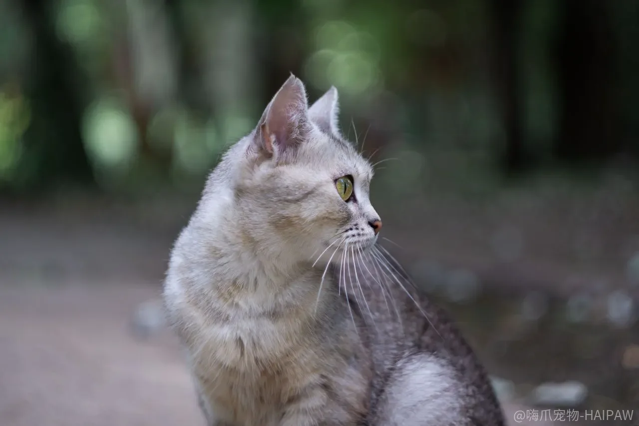 猫咪总往被窝里钻怎么办？从今晚开始，用这套方法把床还给自己