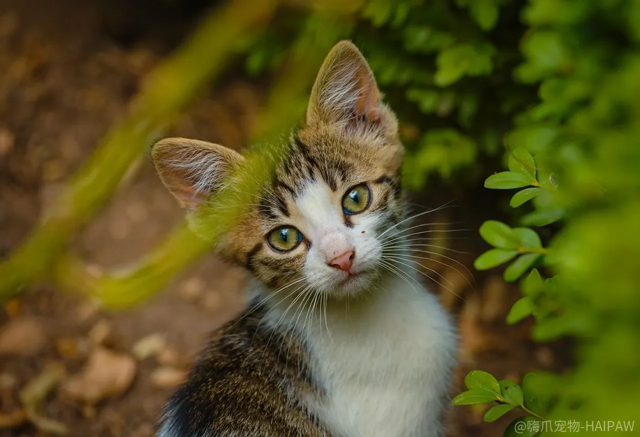 怎么训练猫不怕水？从浅盆玩耍到习惯洗澡的逐步脱敏指南