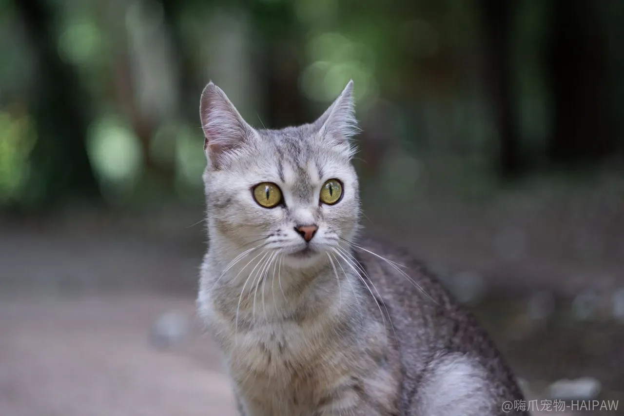 猫咪基本训练包括哪些？从如厕饮食到睡觉磨爪的完整清单