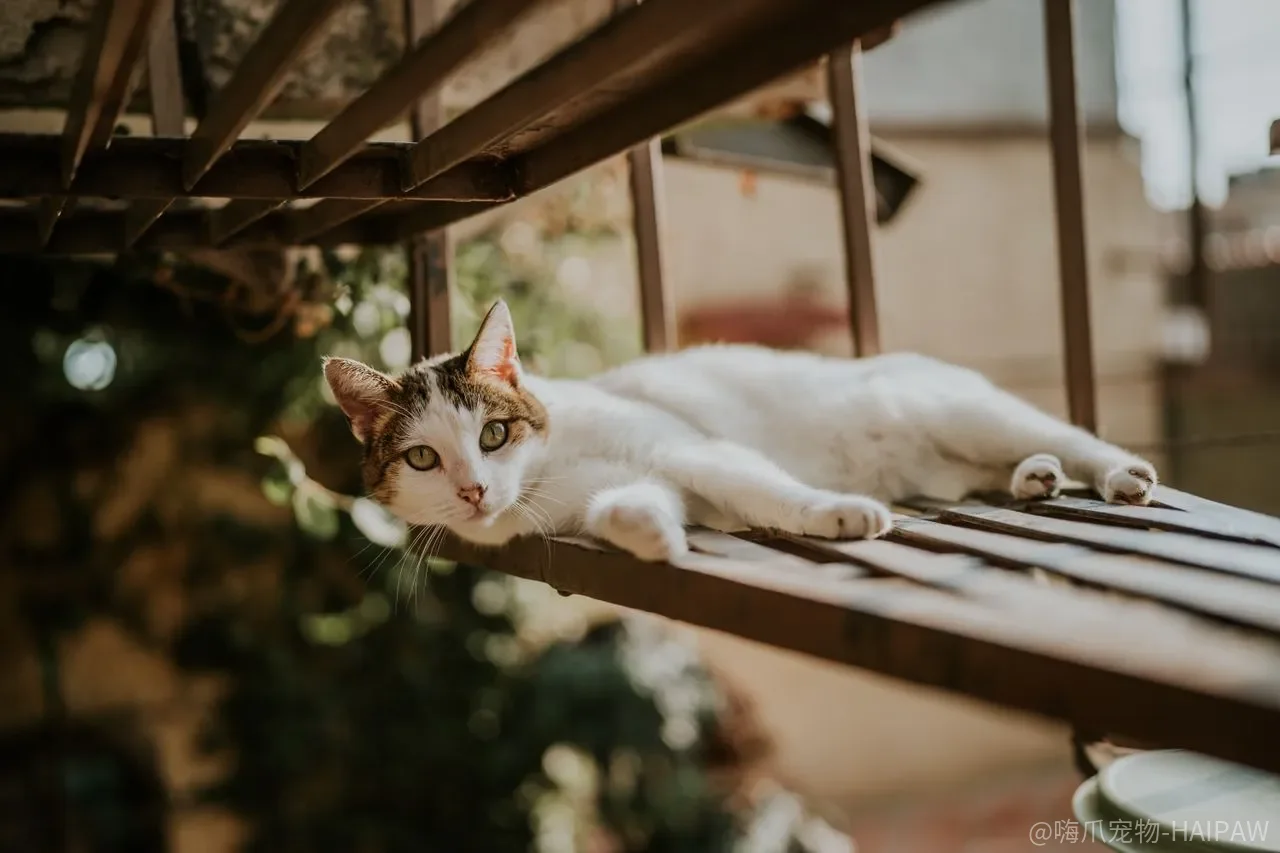 怎么让猫咪记住自己的名字？取名技巧、训练时机与条件反射建立全解析