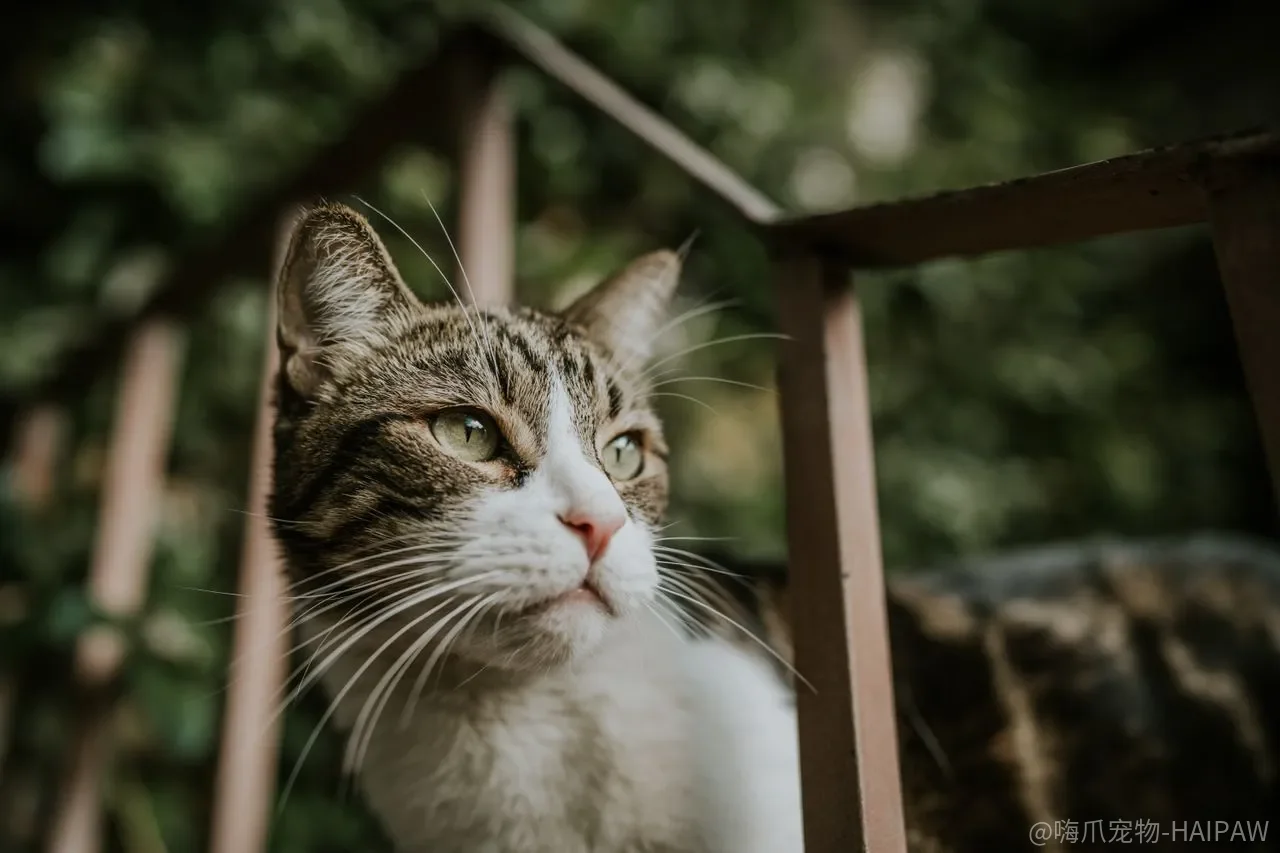 孩子和猫咪怎么才能安全友好地相处？家长必须教会孩子的五条规则