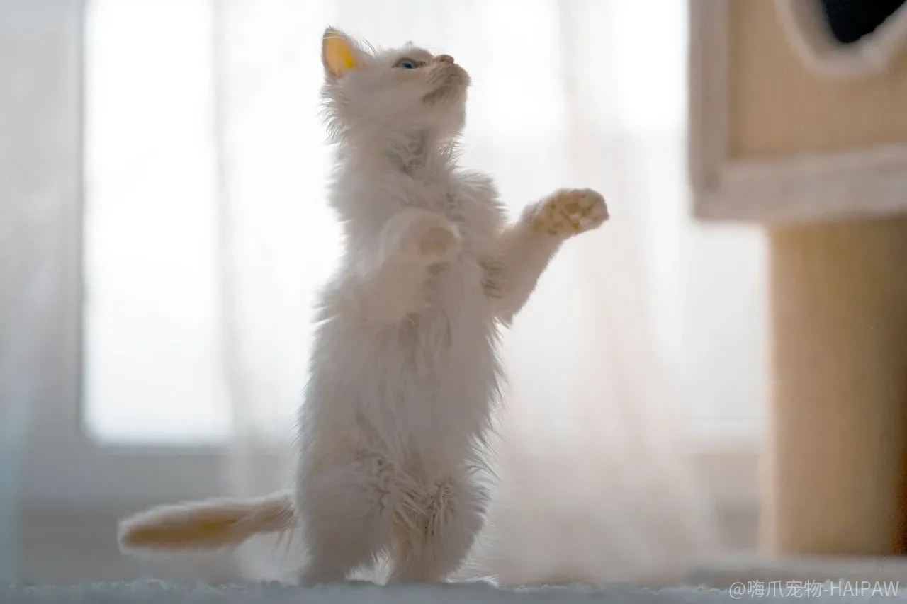 猫咪总在你睡觉时捣乱怎么办?读懂信号再引导,三招就能睡个安稳觉 猫咪总在你睡觉时捣乱怎么办?读懂信号再引导,三招就能睡个安稳觉