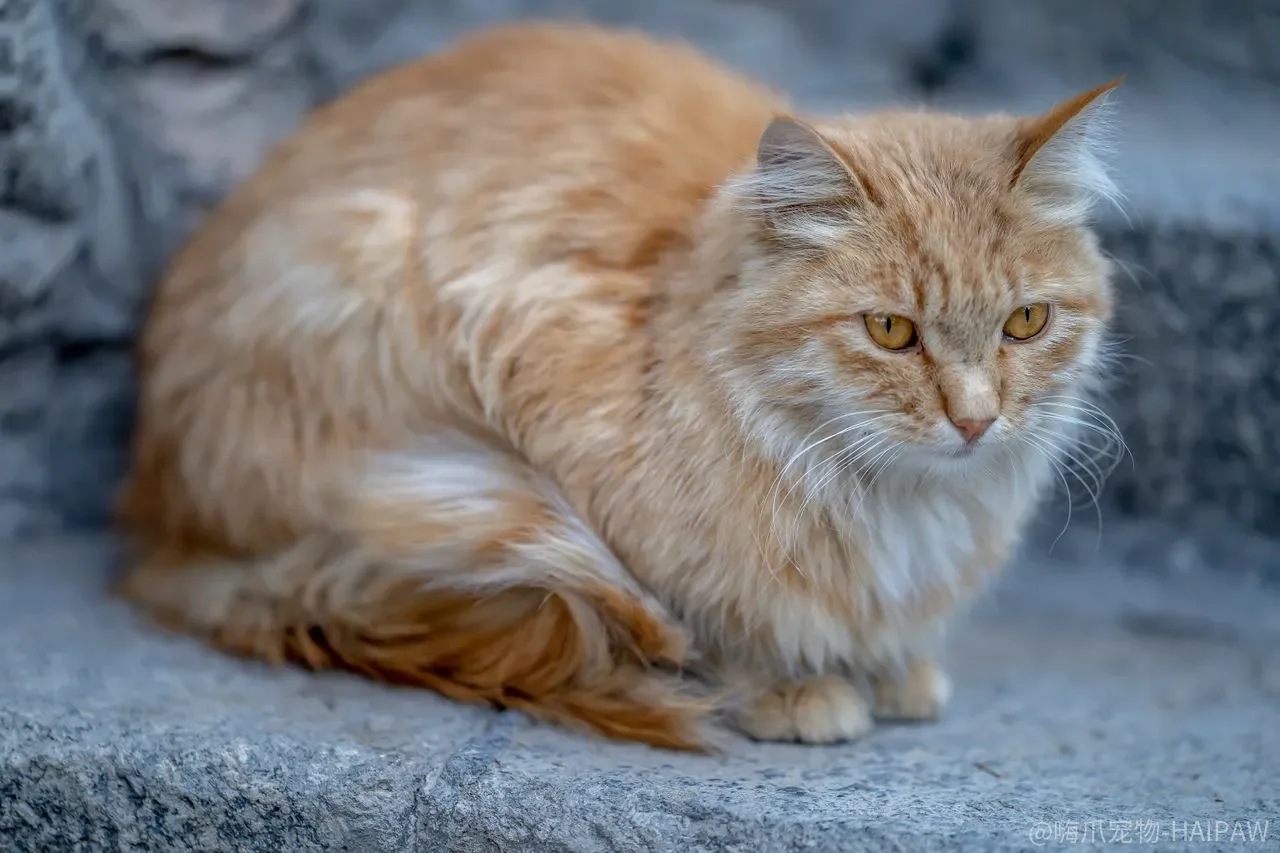 猫咪半夜钻被窝怎么训练？三步让它回到自己的窝里睡觉