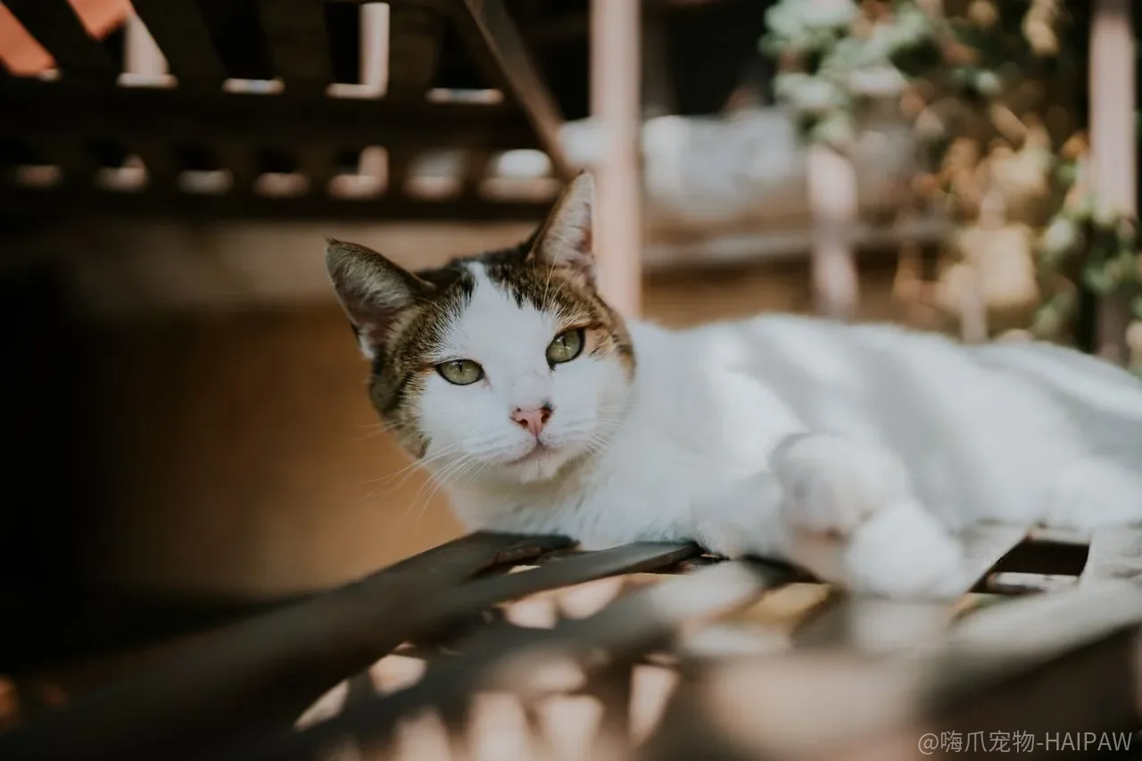 猫咪不肯回自己的窝睡觉怎么办?三步训练法让它养成固定地点睡眠习惯 猫咪不肯回自己的窝睡觉怎么办?三步训练法让它养成固定地点睡眠习惯