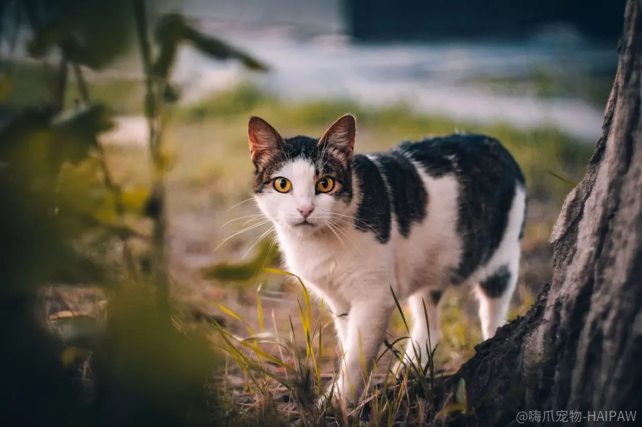 猫咪的叫声和肢体动作到底在说什么?一份完整的猫咪语言翻译指南 猫咪的叫声和肢体动作到底在说什么?一份完整的猫咪语言翻译指南