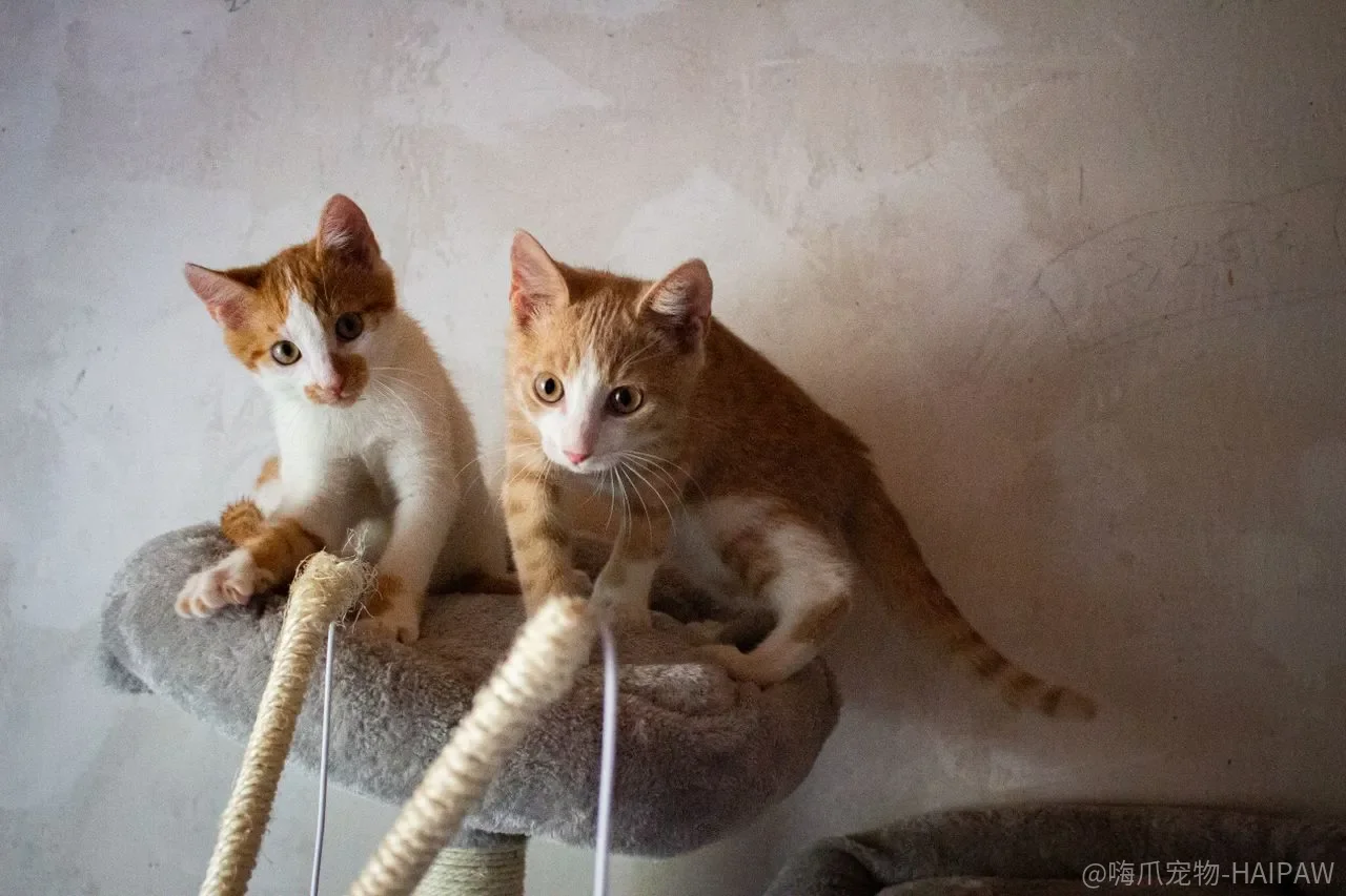猫咪半夜钻被窝赶都赶不走？三步让它回自己窝里睡整觉