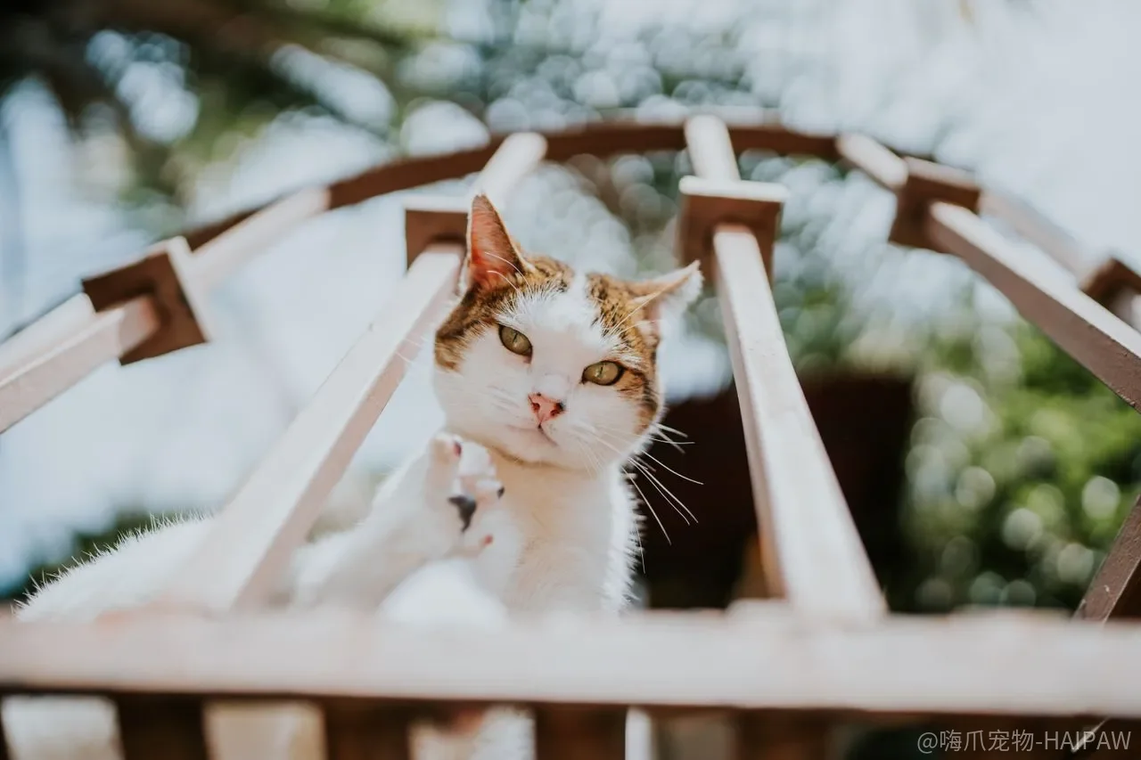 猫咪不肯回自己的窝睡觉怎么办？三步训练法让它养成固定地点睡眠习惯