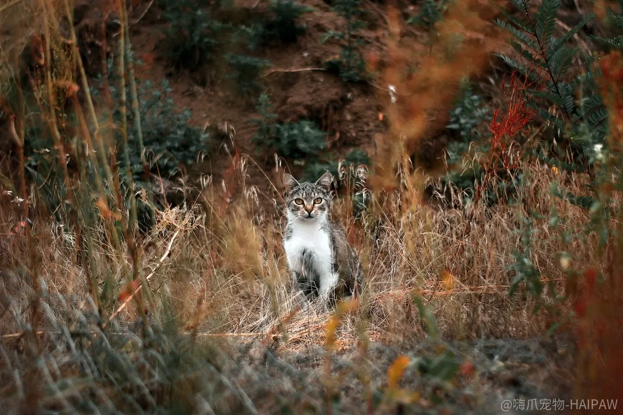 怎么让猫咪养成独立睡觉的习惯?从猫窝准备到习惯巩固的完整流程 怎么让猫咪养成独立睡觉的习惯?从猫窝准备到习惯巩固的完整流程