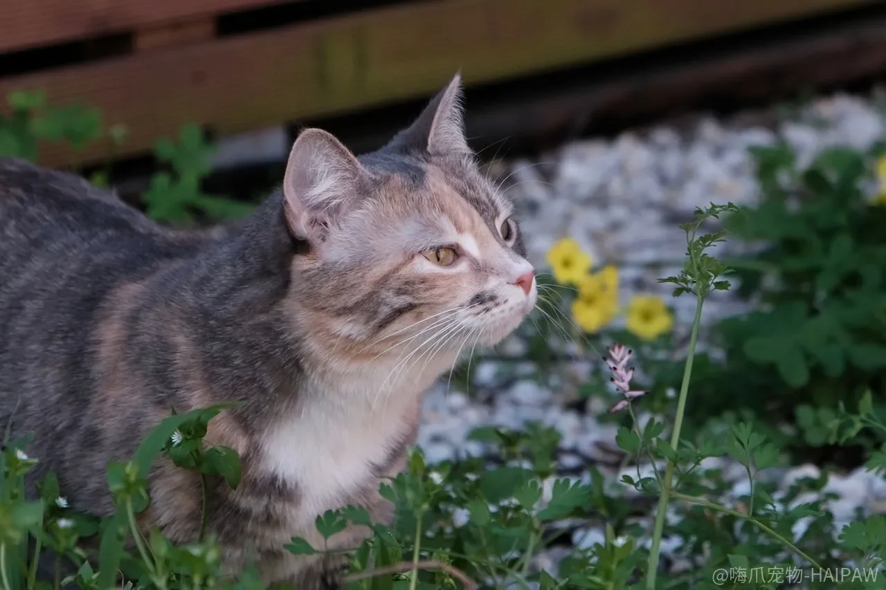 猫咪上床屡禁不止?避开这个常见误区,三招让它主动回窝 猫咪上床屡禁不止?避开这个常见误区,三招让它主动回窝