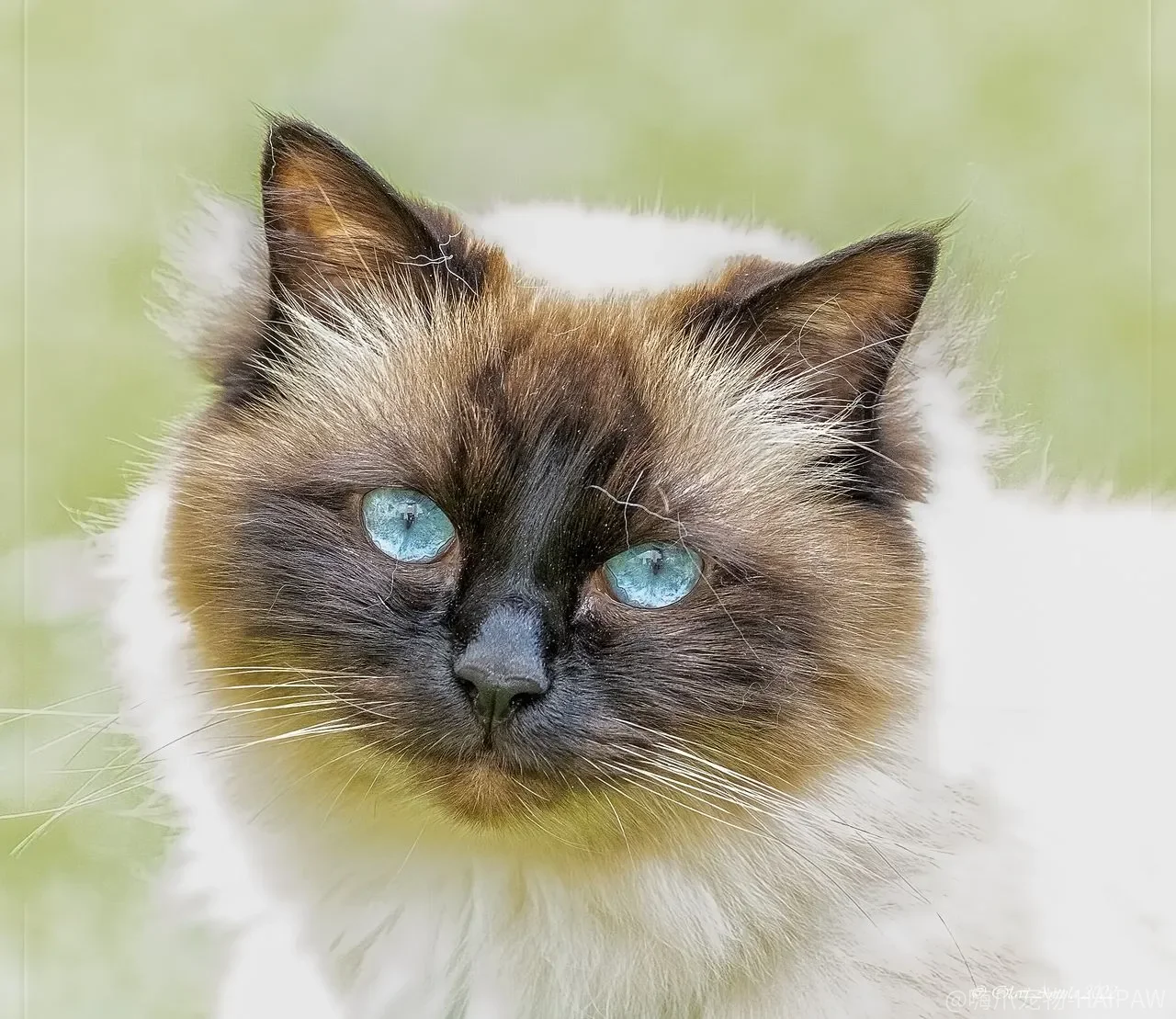 猫咪不听话还抓咬人？恩威并施的教养方法让小猫变乖巧