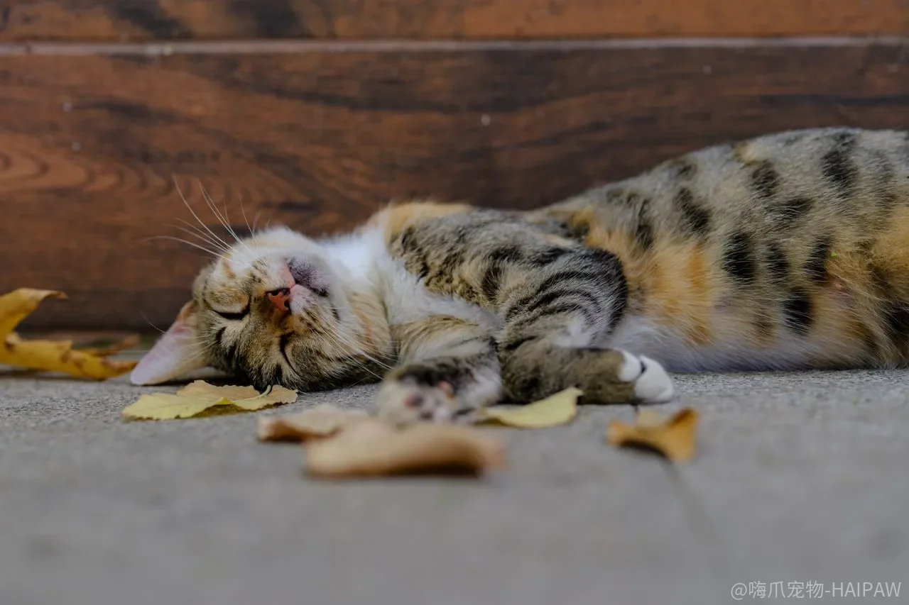 猫咪不听话打骂真的有用吗？恩威并施的尺度，很多主人都搞错了