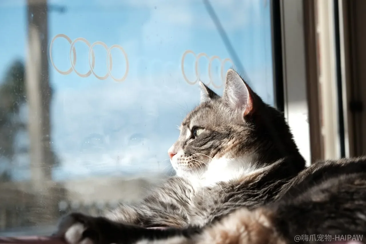 猫咪咕噜声只在开心时才发出吗?猫语叫声与肢体信号全解析 猫咪咕噜声只在开心时才发出吗?猫语叫声与肢体信号全解析