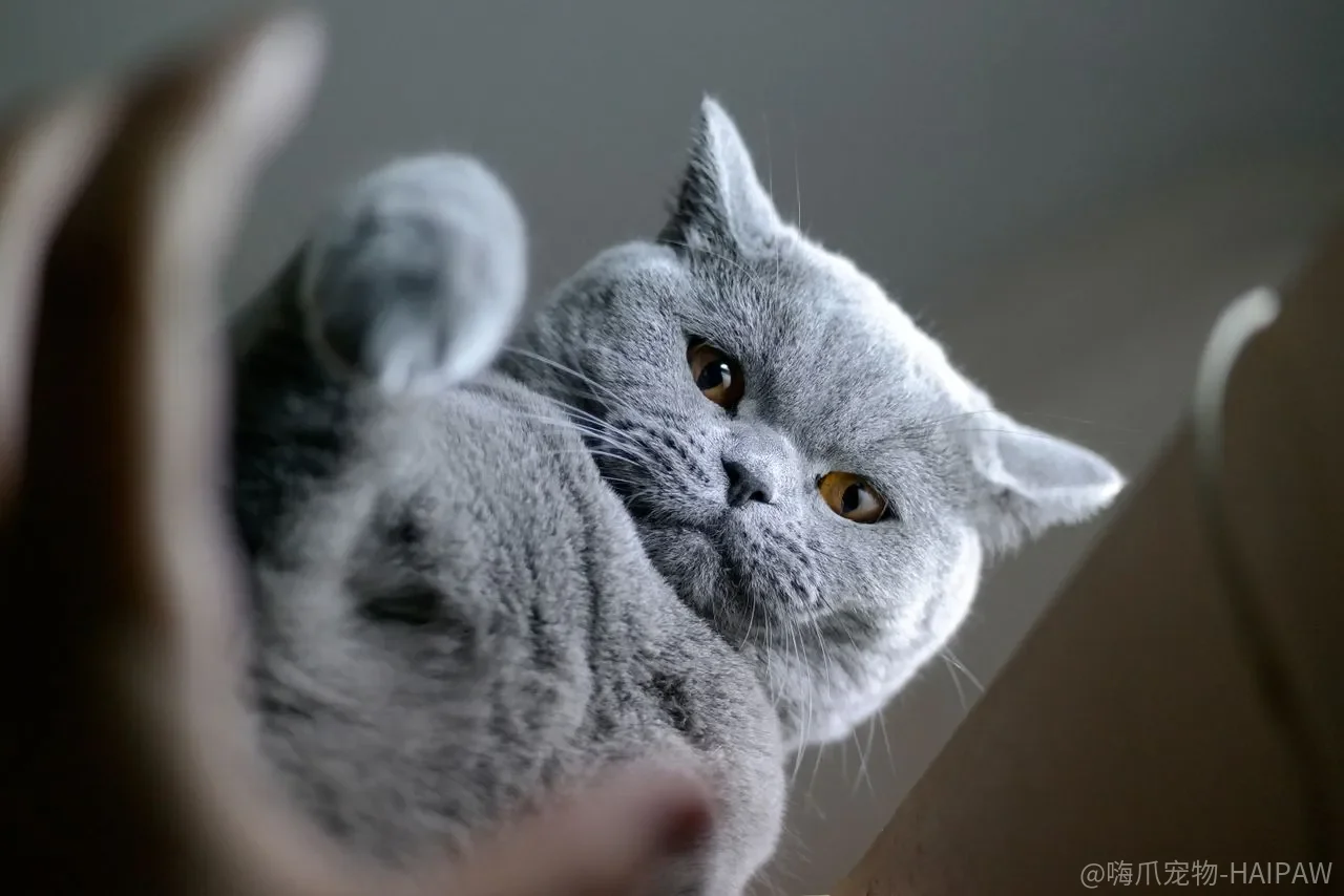 猫咪也能学会游泳?从玩具诱导到深水适应,完整训练步骤一次看懂 猫咪也能学会游泳?从玩具诱导到深水适应,完整训练步骤一次看懂