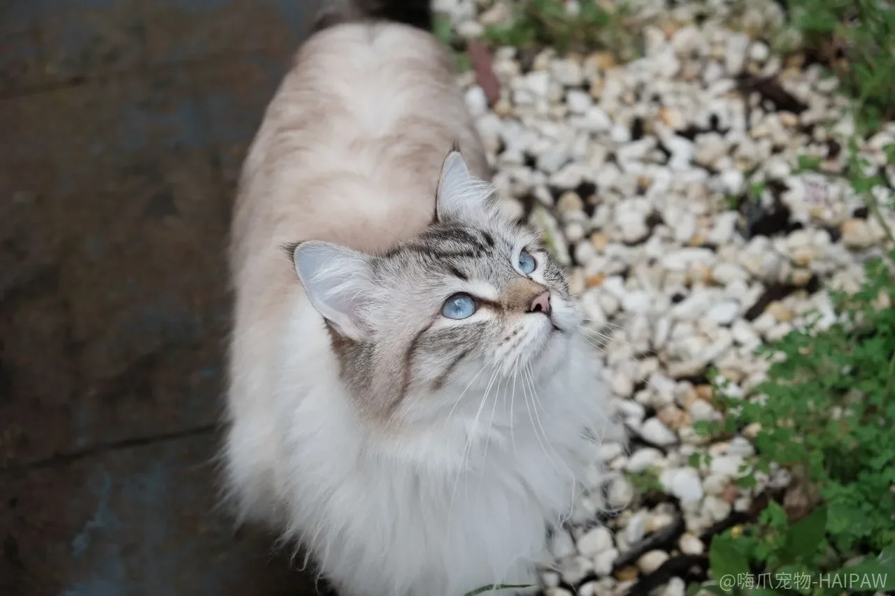 猫咪用马桶训练全攻略：从猫砂盆垫高到完全适应的分步指南