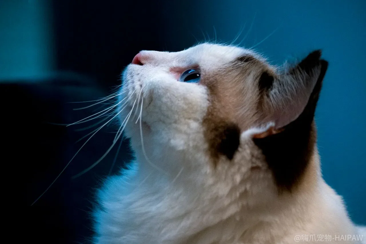 猫咪在家到处乱拉乱尿怎么教？搞清楚这五个原因，比打骂管用一百倍