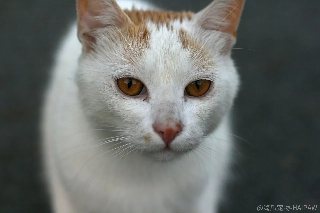 猫咪喵喵叫到底在说什么？读懂这四种叫声，才算真正了解你的猫