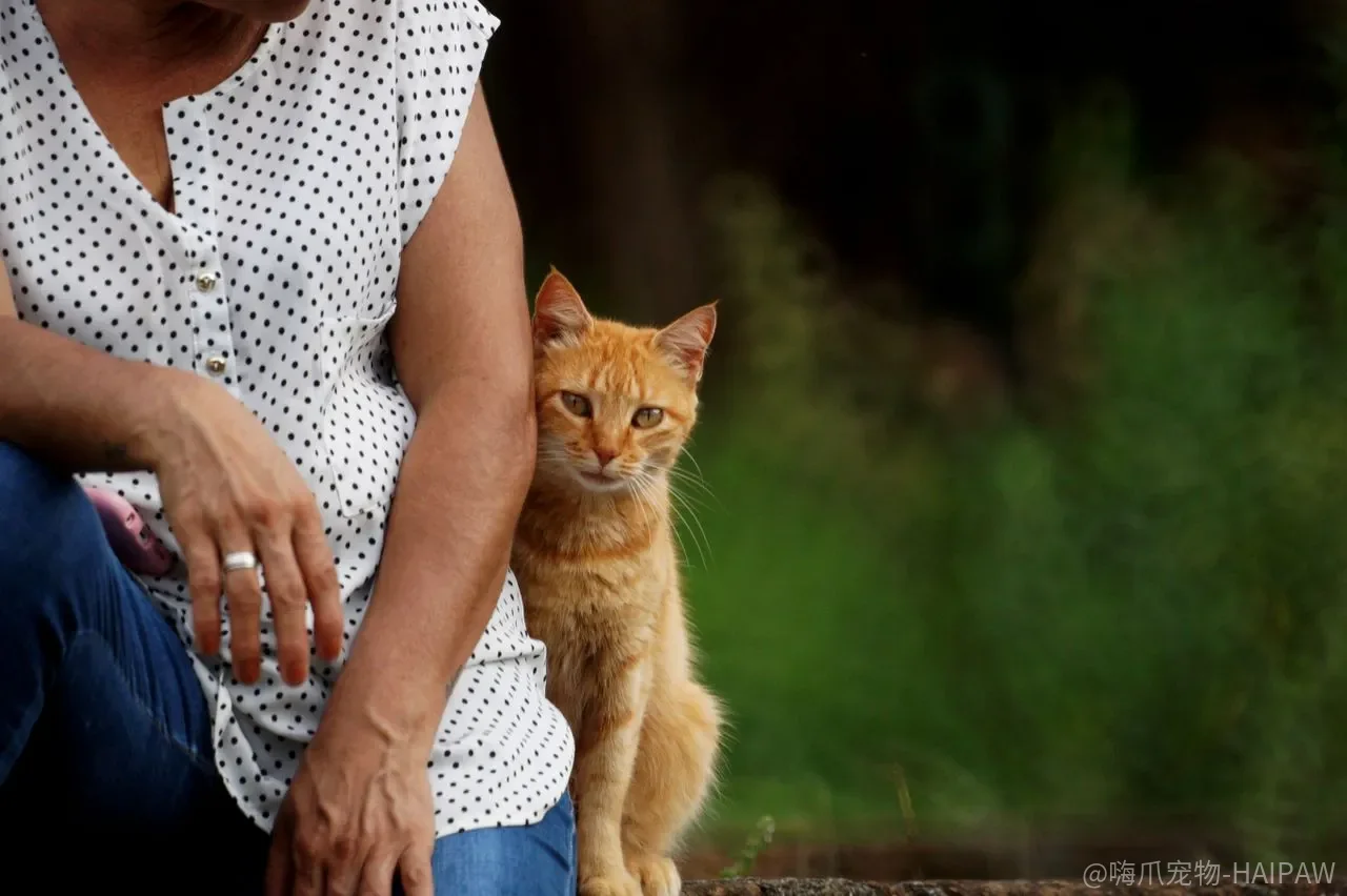 猫咪弹跳力有多强?身长五倍只是起步,这些记录让人目瞪口呆 猫咪弹跳力有多强?身长五倍只是起步,这些记录让人目瞪口呆