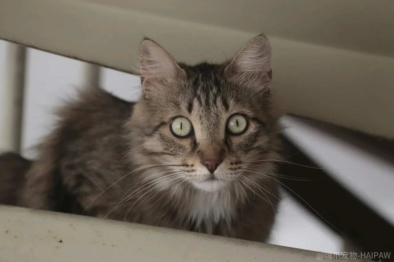 猫吐了就是生病?这六种信号比呕吐更值得你警觉 猫吐了就是生病?这六种信号比呕吐更值得你警觉
