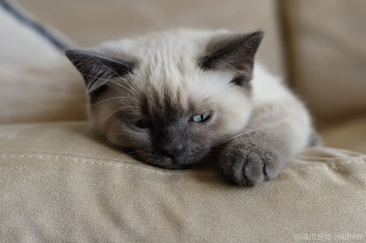 猫咪在家做美容洗护，为什么越护越抗拒？