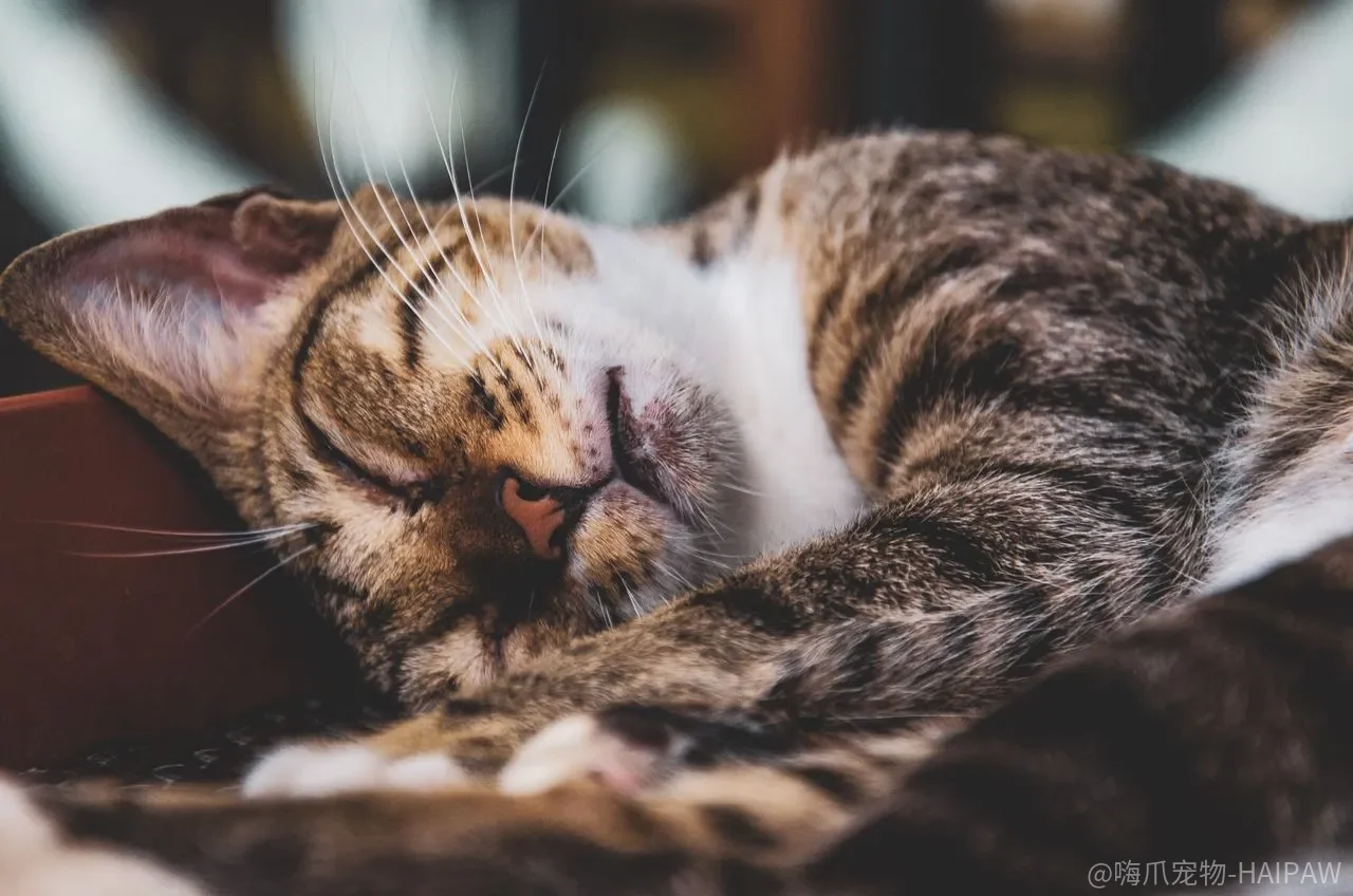 猫砂盆天天铲就够了吗?猫对如厕环境的真实要求可能超出你想象 猫砂盆天天铲就够了吗?猫对如厕环境的真实要求可能超出你想象
