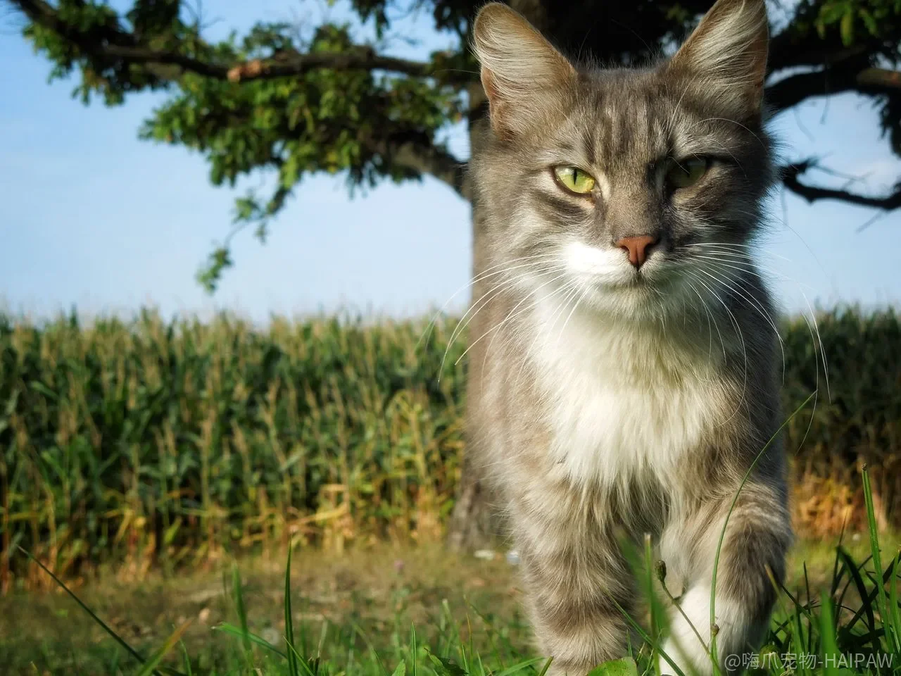 猫的呼噜声一定代表开心吗?拆解呼噜、踩奶与慢眨眼的真实含义 猫的呼噜声一定代表开心吗?拆解呼噜、踩奶与慢眨眼的真实含义