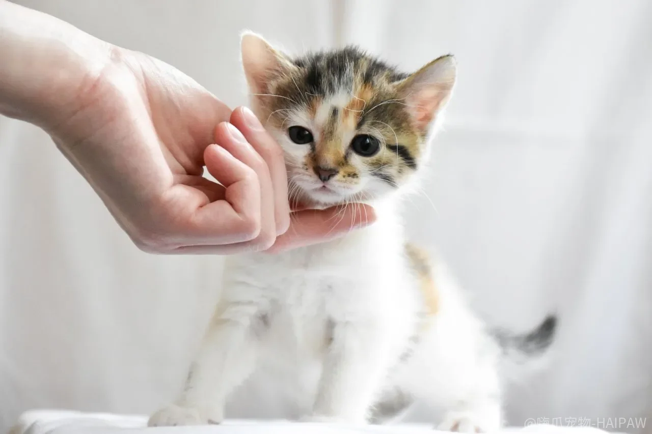 猫的肾脏明明很能扛，为什么发现时往往已经晚了？