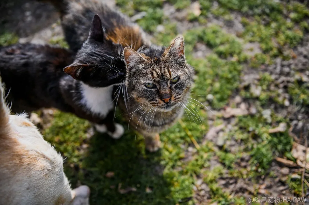 猫咪每天舔毛就够干净了吗？日常护理里最容易被跳过的健康监测细节