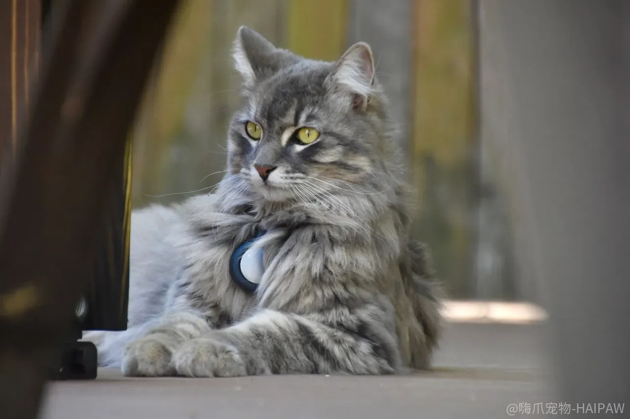猫窝越软猫越爱睡?猫爬架越高越受欢迎?猫咪用品装备的实用选择逻辑 猫窝越软猫越爱睡?猫爬架越高越受欢迎?猫咪用品装备的实用选择逻辑