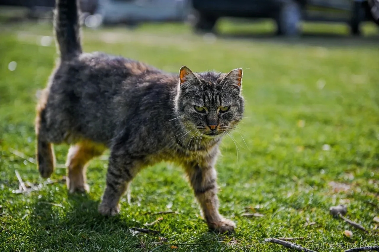 猫口臭只是嘴巴臭吗？牙周病、口炎与牙齿吸收病变的早期信号