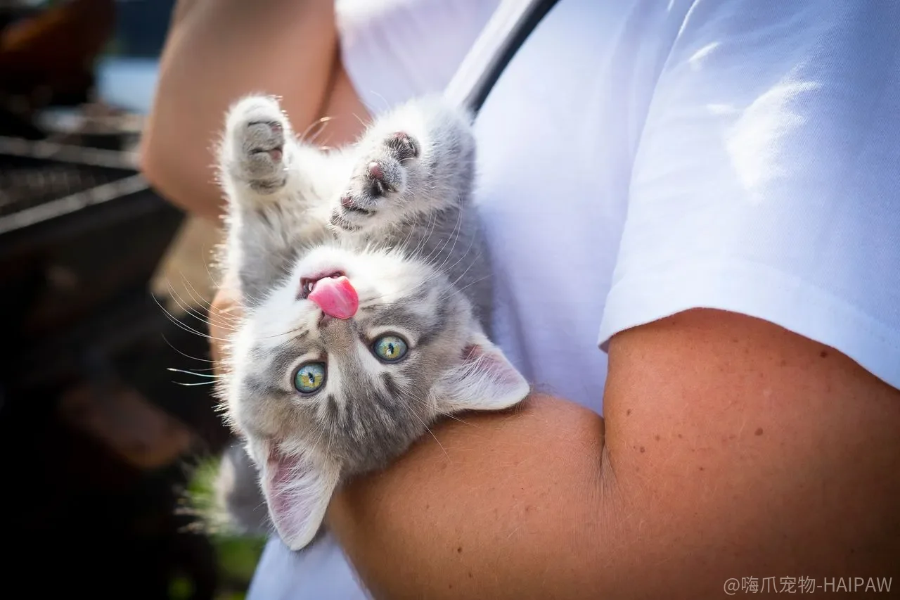 猫越老越瘦还总喊饿？甲状腺功能亢进可能正在偷走它的体重