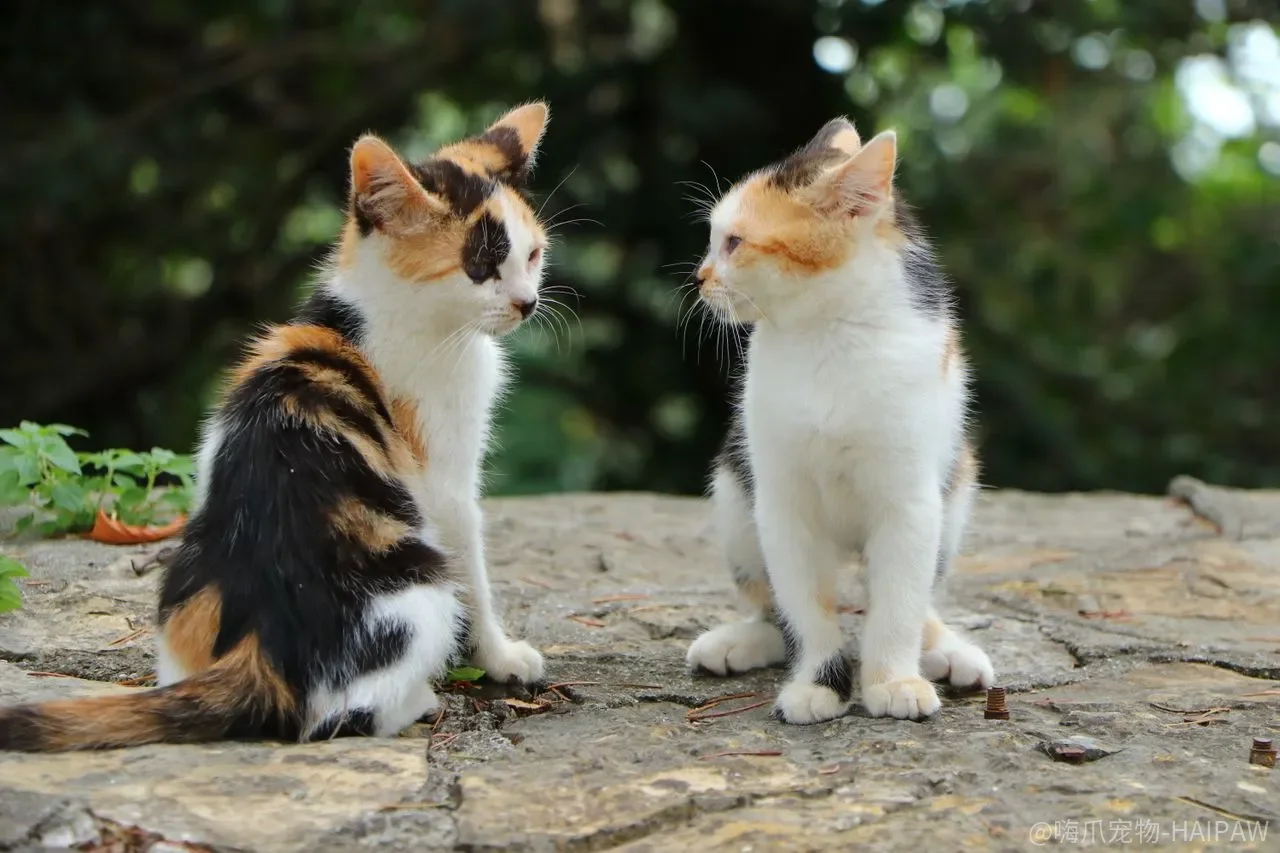 猫为什么总在凌晨跑酷？从晨昏本能到作息重塑的深度解读