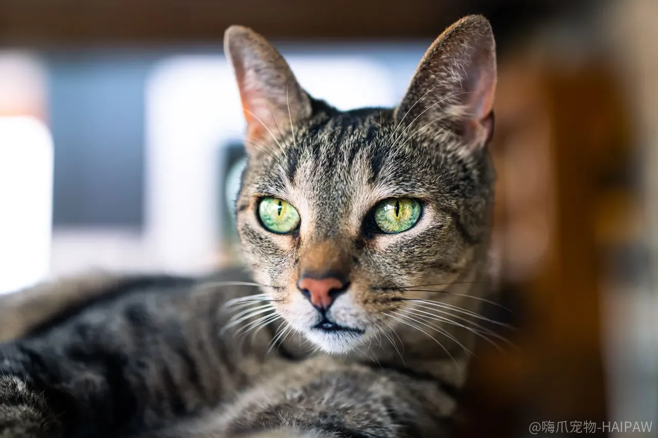 猫频繁蹲猫砂盆却尿不出来？尿闭、膀胱炎与下泌尿道综合征的紧急信号