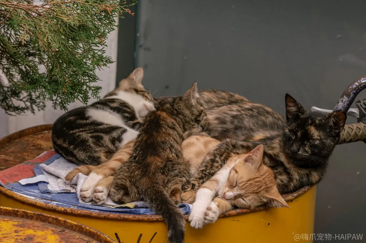 猫又吐了，是毛球、吃太快，还是身体在报警？
