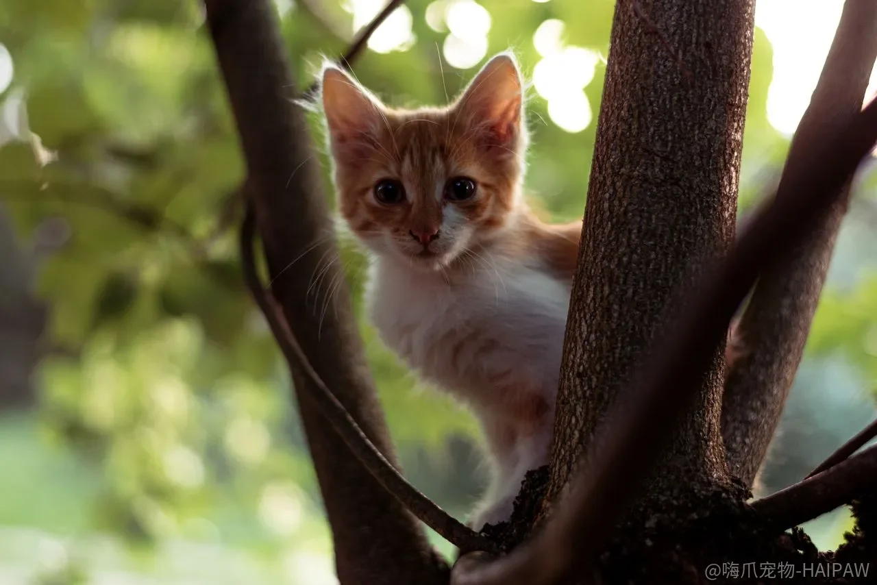 猫抓沙发是故意的吗?从抓挠本能到家具保护的完整破解思路 猫抓沙发是故意的吗?从抓挠本能到家具保护的完整破解思路