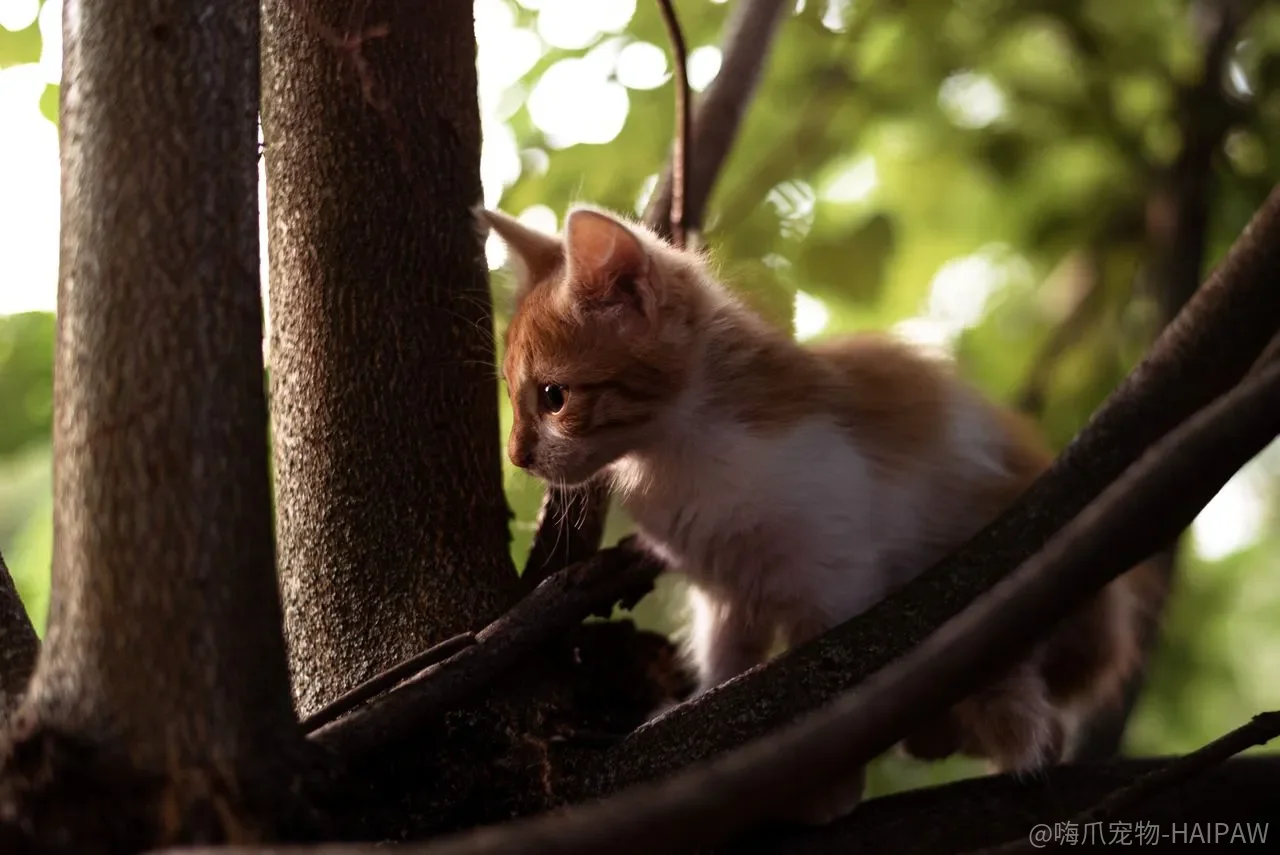 猫能长期吃狗粮吗？猫狗营养需求差异与混喂的隐藏代价