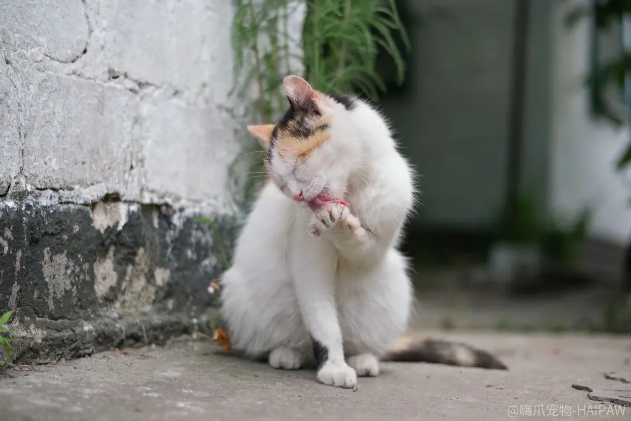 猫打疫苗就一劳永逸了吗？核心疫苗、抗体检测与免疫持久性深度拆解