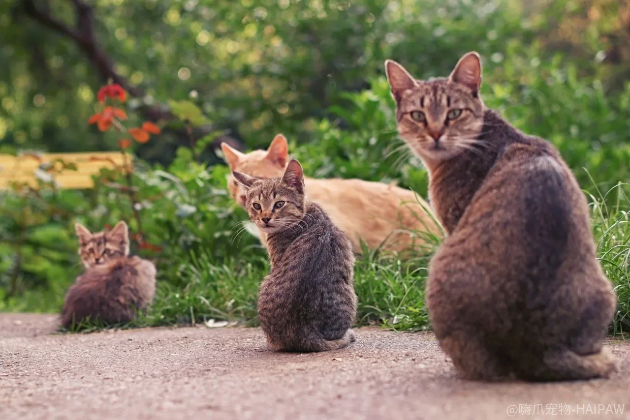 猫为什么宁愿睡纸箱也不睡猫窝?从安全感、温度到压力管理的深度解读 猫为什么宁愿睡纸箱也不睡猫窝?从安全感、温度到压力管理的深度解读