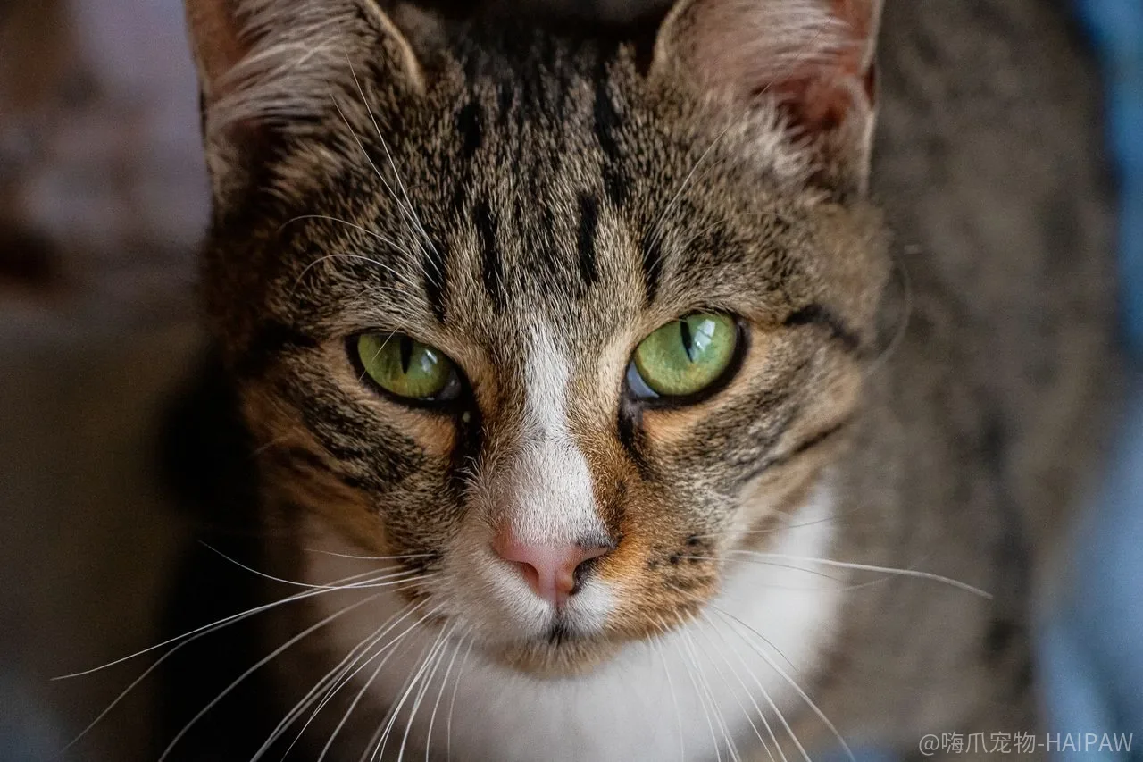 猫走路僵硬只是老了吗？关节炎早期信号与居家管理