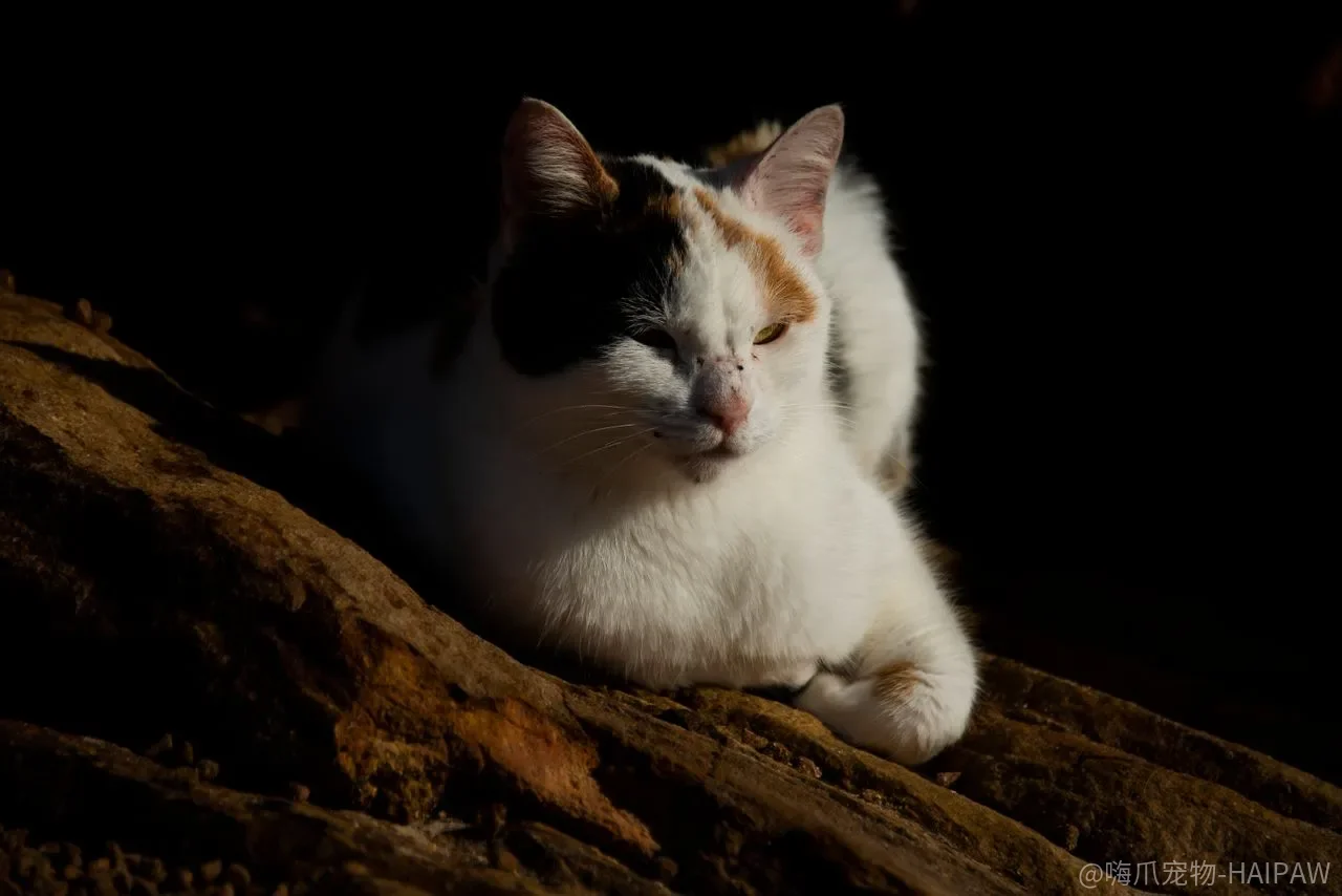 猫砂总被带得满屋都是?从猫砂盆到脚垫的完整解决思路 猫砂总被带得满屋都是?从猫砂盆到脚垫的完整解决思路