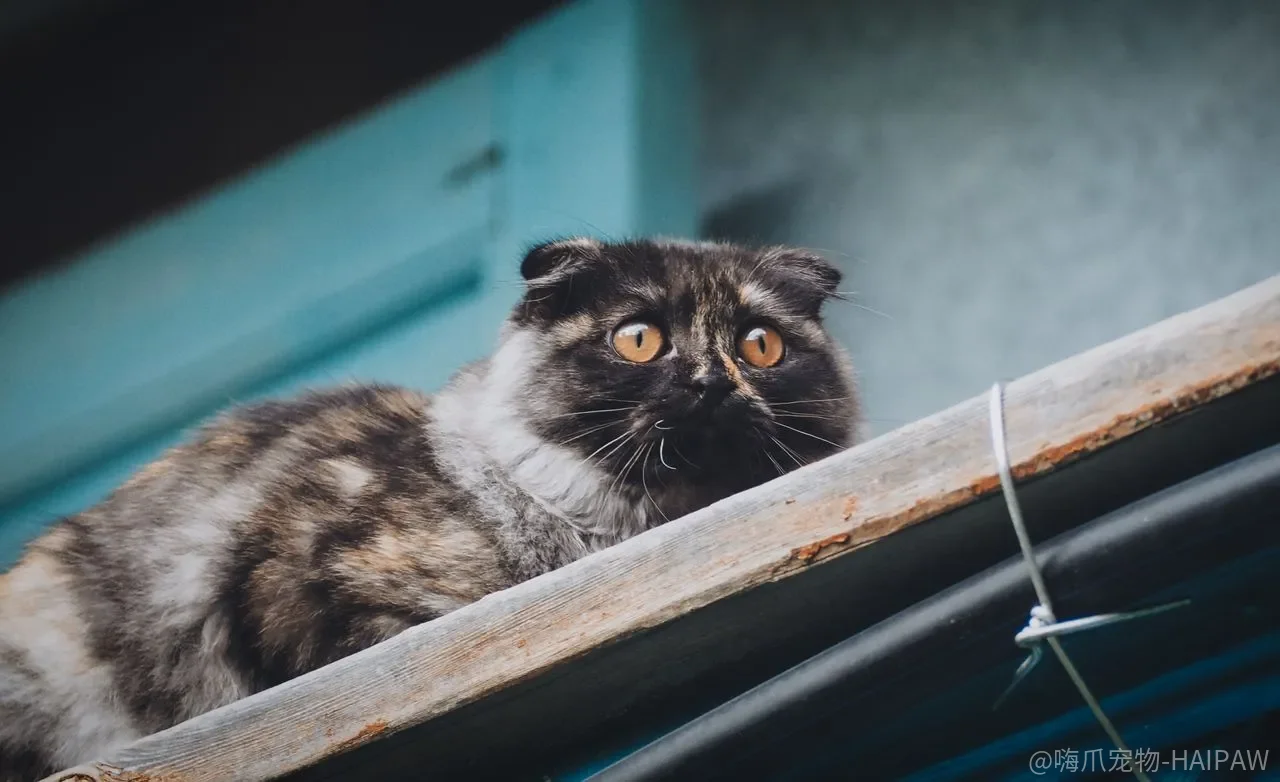猫眼睛总流泪只是泪痕吗？结膜炎、角膜损伤与鼻泪管阻塞的区分