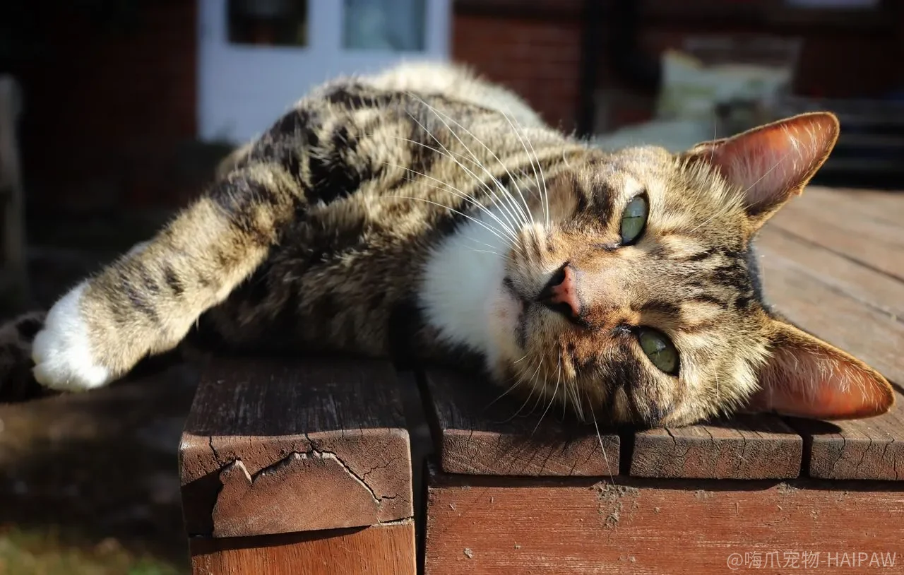 猫为什么一天到晚都在睡？睡眠时长、睡姿与梦中抽搐的深度解读