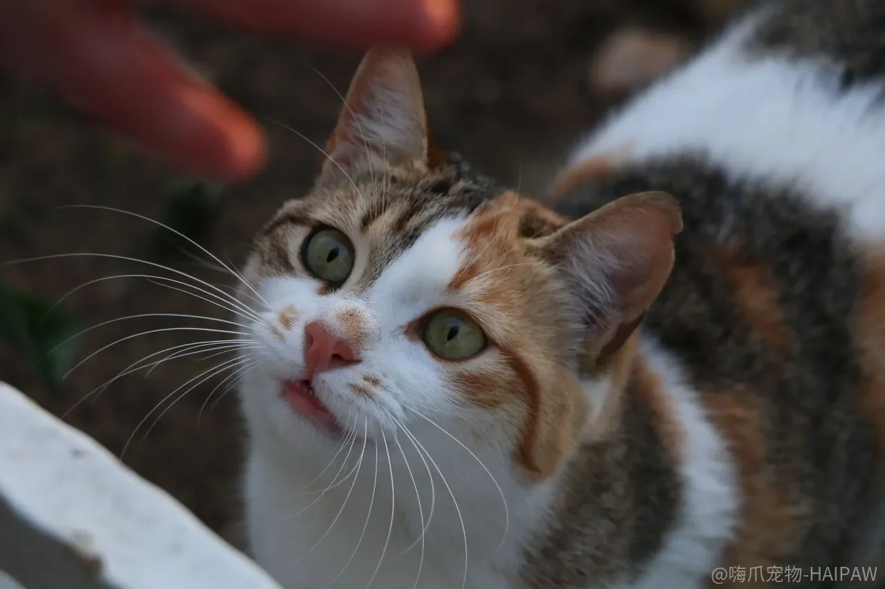 猫对着你喵喵叫，到底是在说话还是在提要求？