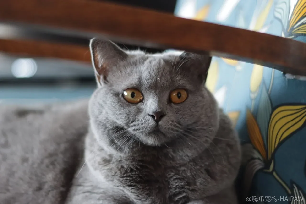 幼猫到处乱拉只是学不会?猫砂盆训练的关键窗口和常见卡点 幼猫到处乱拉只是学不会?猫砂盆训练的关键窗口和常见卡点