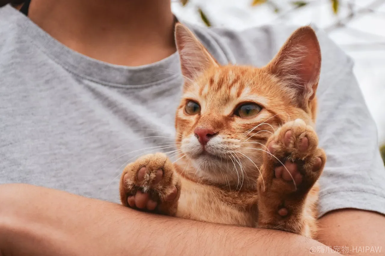 猫一进航空箱就惨叫?硬箱软包、尺寸与脱敏训练全拆解 猫一进航空箱就惨叫?硬箱软包、尺寸与脱敏训练全拆解