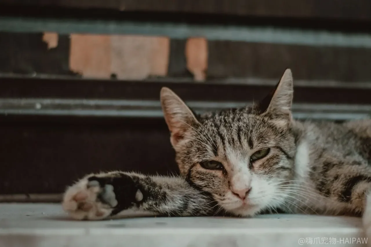 猫一辈子不洗澡真的可以吗？从皮脂屏障到特殊情况的洗护判断