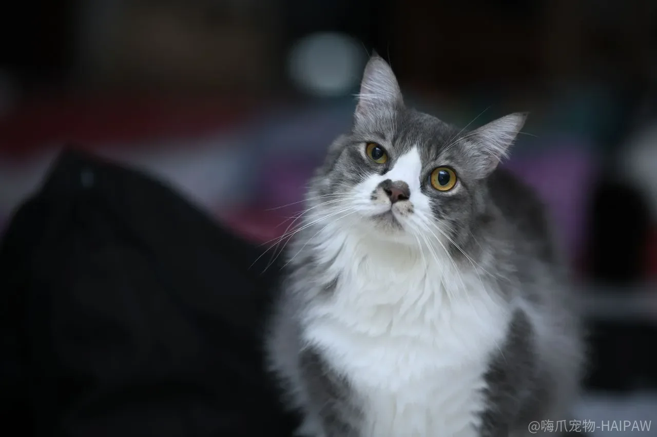 猫吃生骨肉真的更健康吗？细菌、营养与自制风险的完整拆解